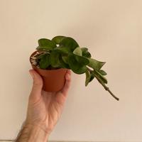 Hoya carnosa compacta