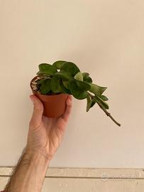 Hoya carnosa compacta