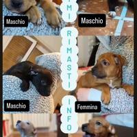 Disponibili cuccioli pitbull