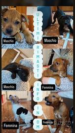 Disponibili cuccioli pitbull