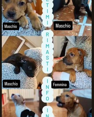 Disponibili cuccioli pitbull