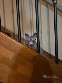 Último Sphynx maschio