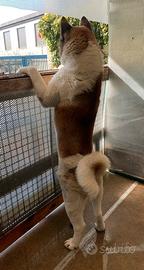 Akita americano maschio