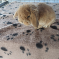 Coniglietto ariete nano miniloop