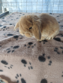 Coniglietto ariete nano miniloop