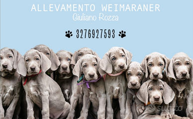 Cucciolo weimaraner con pedigree di 3mesi