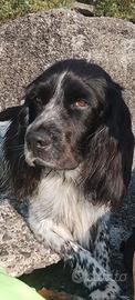 Springer spaniel x monta