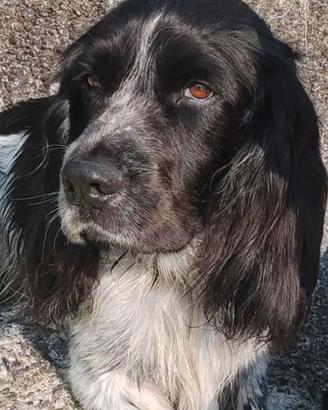 Springer spaniel x monta