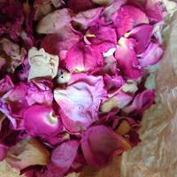 Rosa petali