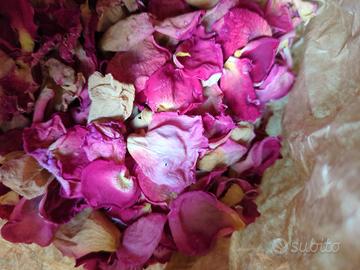 Rosa petali