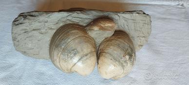 Gusci fossilizzati di Glossus Humanus(Pleistocene)