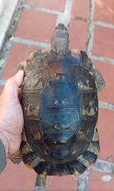 Tartaruga testuggine marginata anno 2016 Cites C
