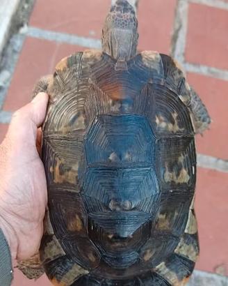 Tartaruga testuggine marginata anno 2016 Cites C