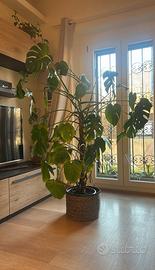 Pianta Monstera