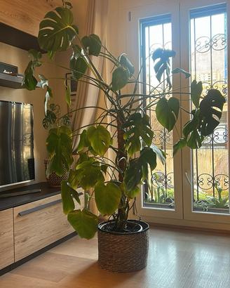Pianta Monstera