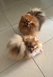 Animali