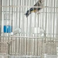 Cardellino Ancestrale