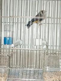 Cardellino Ancestrale