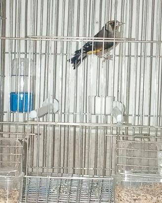 Cardellino Ancestrale Maschio