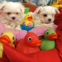 Disponibili Maltesini Cuccioli Toy Mini
