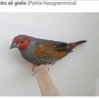 Astro aurora ali gialle