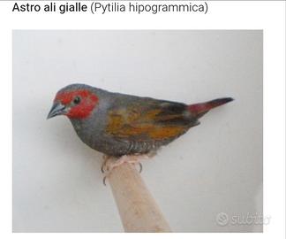 Astro aurora ali gialle