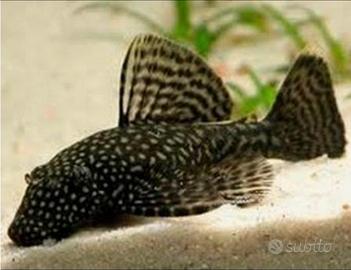 Ancistrus, platy, guppy e vallisneria