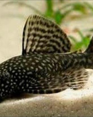 Ancistrus, platy, guppy e vallisneria