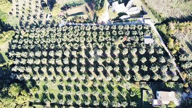 TER. AGRICOLO A FIANO ROMANO