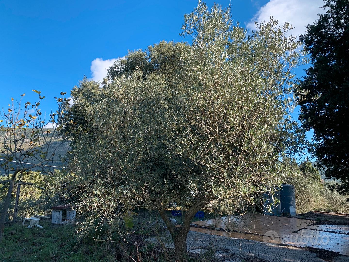 Terreno con piante di olivo e piante da frutta - Vista 5