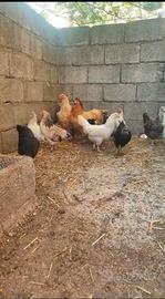 Galline Ornamentali