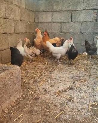 Galline Ornamentali