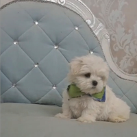 Maltese coreano mini toy
