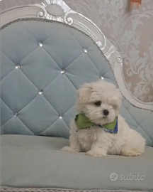 Maltese coreano mini toy