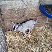 Capretta Tibetana Nana