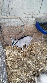 Capretta Tibetana Nana