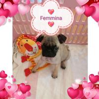 Cucciola femmina di carlino