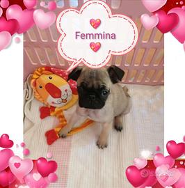 Cucciola femmina di carlino