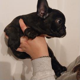 Cucciola bulldog francese