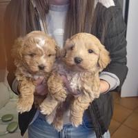 Cuccioli di Maltipoo