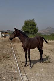 Puledra