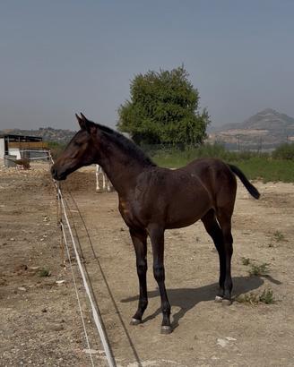 Puledra
