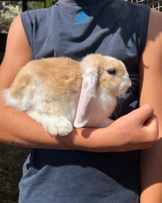 Animali conigli