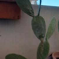 Fico d' india con frutto