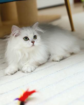 Gattina scottish pelo lungo silver shaded British 