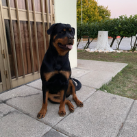 Dono Rottweiler femina