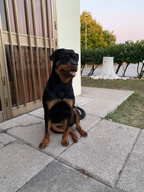 Dono Rottweiler femina
