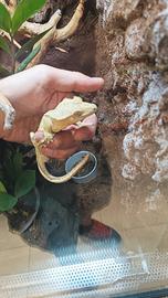 Geko ciliatus Lilly White