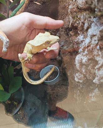 Geko ciliatus Lilly White
