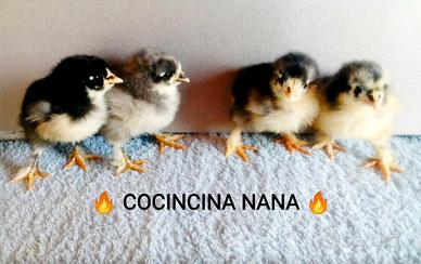 Pulcini Cocincina nana 3 settimane